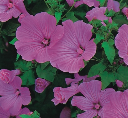 Picture of Lavatera - Silver Cup